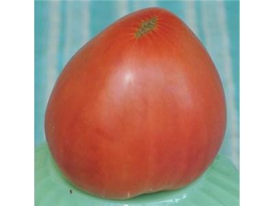 Grandee pomidorów