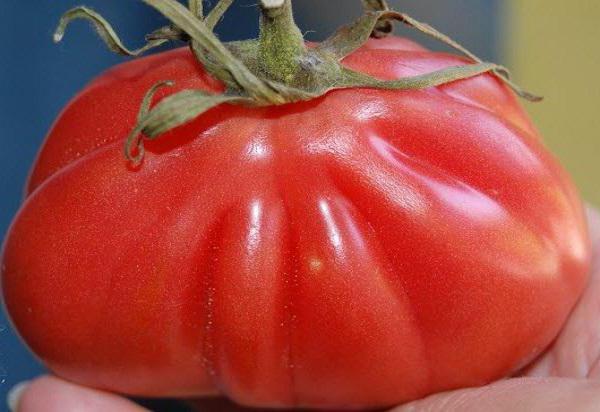 Puderi od rajčice