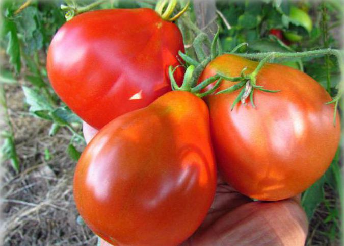 Recenzije rajčice za stotine pudera