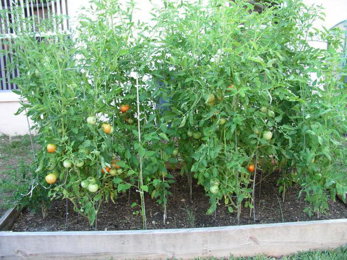Описание на домати Сто килограма