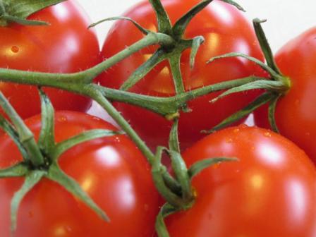 Разнообразие от домати Интуиция преглежда снимки доходност