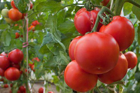 Tomato Intuition przegląda zdjęcia cech wydajności i opinie