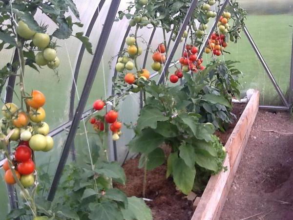 Výtěžnost intuice rajčete