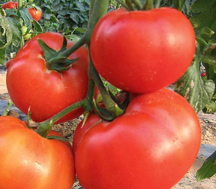 pomidorowy król królów recenzje zdjęć