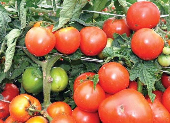 tomato krále sibiri recenze fotografií