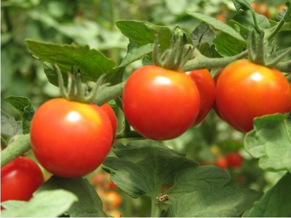 Odmiana pomidora Klusha
