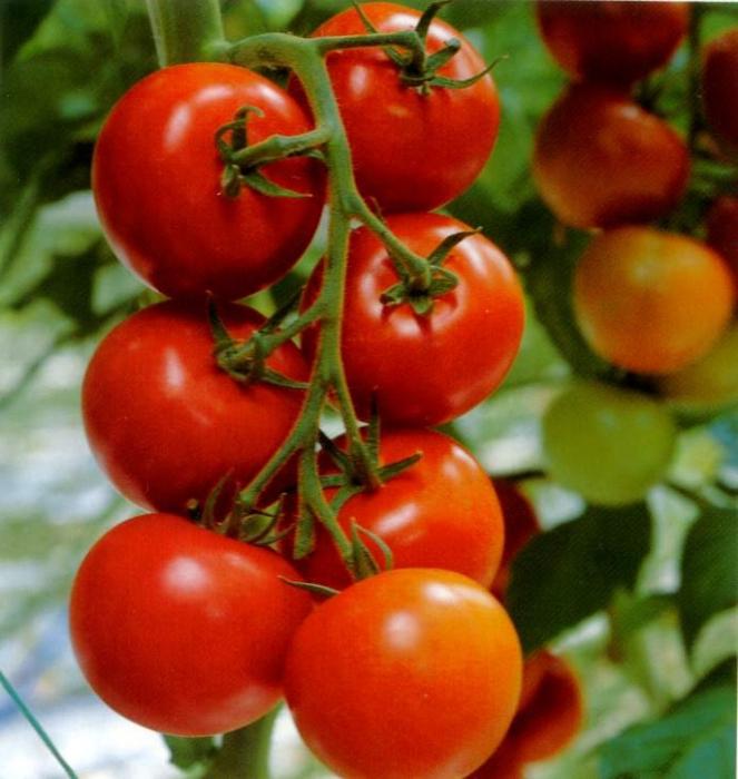 Tomato Klusha (recenze)