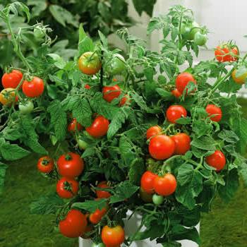 Sorta rajčice