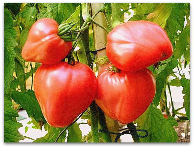 домати чудо на земята разнообразие описание снимки ревюта