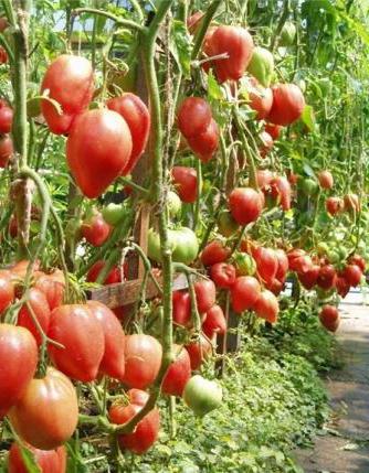 rajčice čudo zemljište recenzije