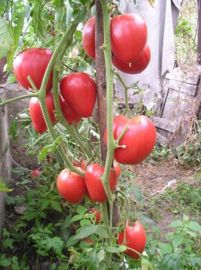 zázrak země recenze rajčete fotografie
