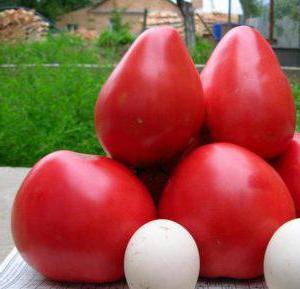 домати чудо на земята описание