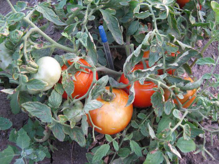 Odrůda rajče Mongolský trpaslík