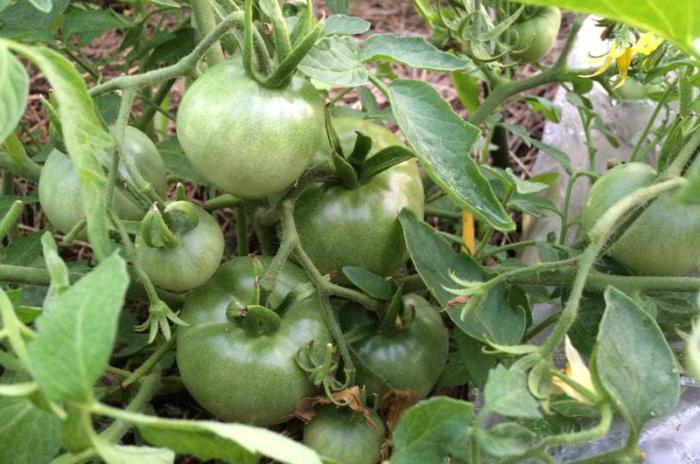 Mongolian Dwarf Tomato: opis odmiany