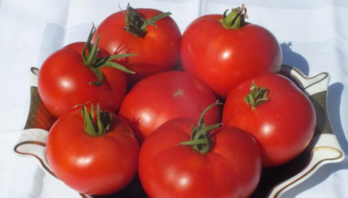 Mongolski karzeł pomidor: recenzje