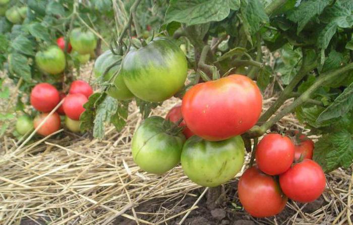 Pomidory Mongolski karzeł: charakterystyczny