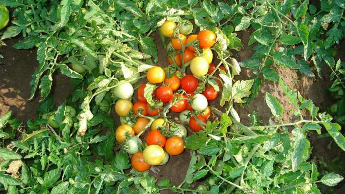 Tomato muscovit