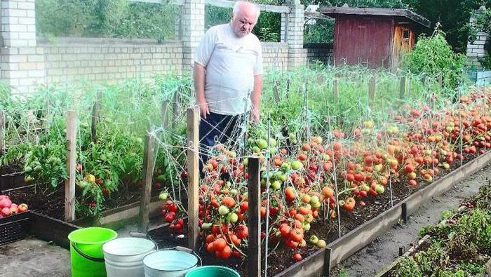 otevřené pole kultivace rajčat