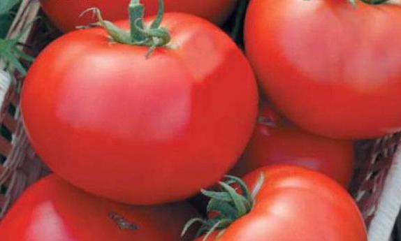 odmiana pomidorów Moskali