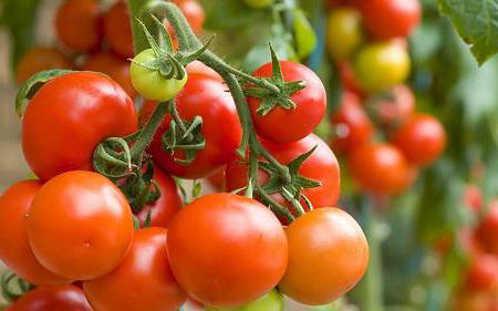 Характеристика на доматите Мусковит