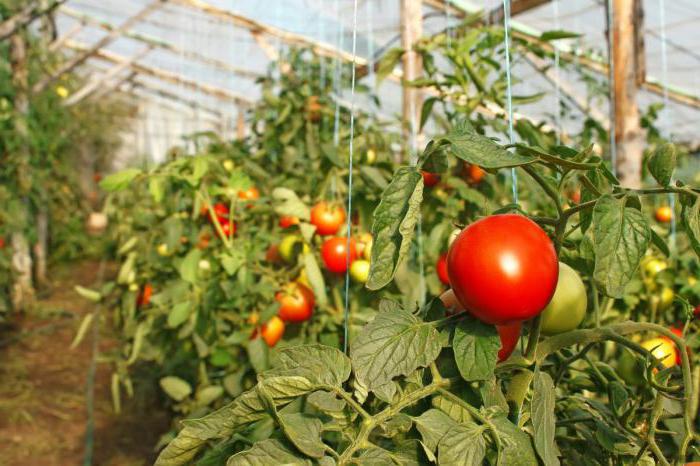 powstawanie moskiewskiego pomidora