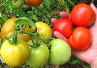 Różnorodność pomidorów Olya