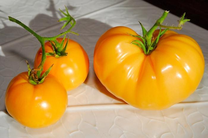 Odmiana pomidorowa Persimmon