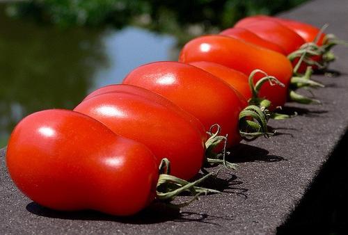 Petrushov vrtlar s rajčicama