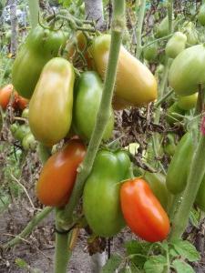 Rozmanitost rajčat Petrusha - zahradník
