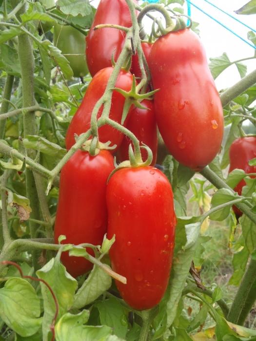 Pomidory Petrusha - ogrodnik