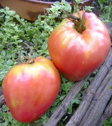 Pomodori Miele rosa