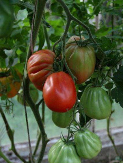 tomato puzata hut recenze fotografie výnos