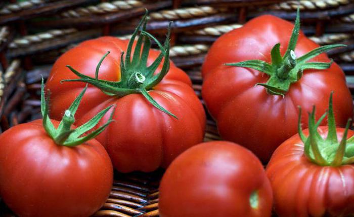 tomato puzata chata popis odrůdy fotografií