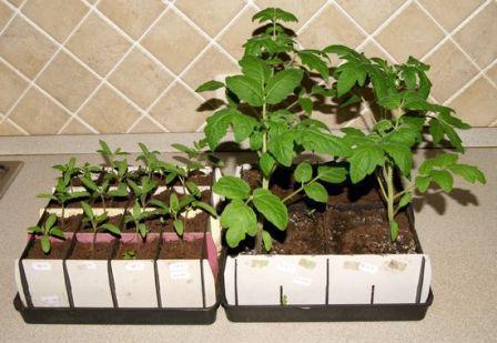 capanna di pomodori puzata recensioni foto che hanno piantato