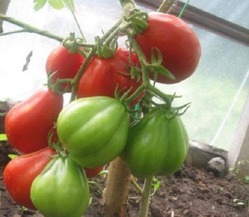 pomidor puzata chata opis odmiany zdjęcie recenzje