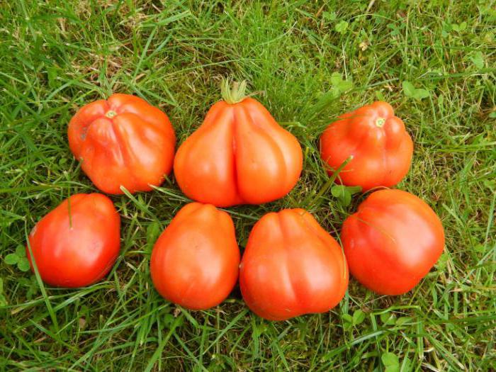recensioni di pomodori rossi fichi