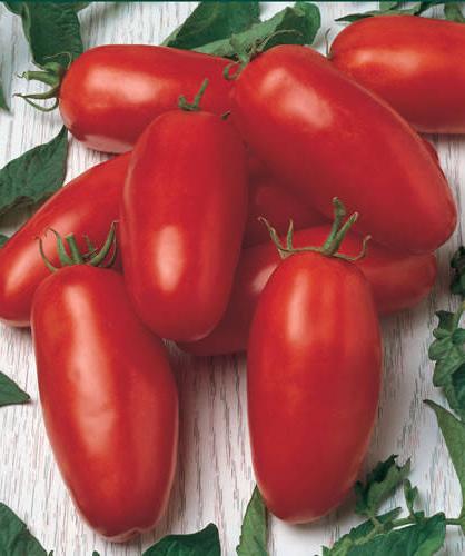 Tomato Shuttle (pregledi)