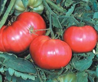 Pomidory Torbay