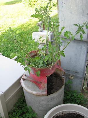 coltivazione all'aperto di pomodori