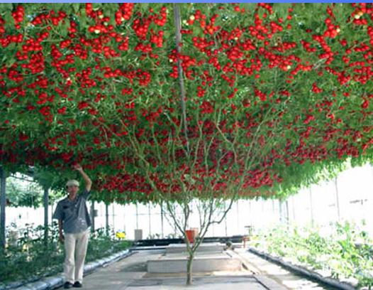 снимка на дърветата от домати