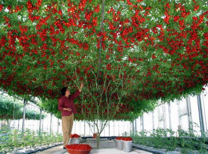 albero di pomodori in crescita