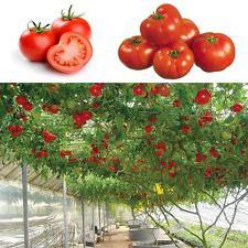 stablo rajčice