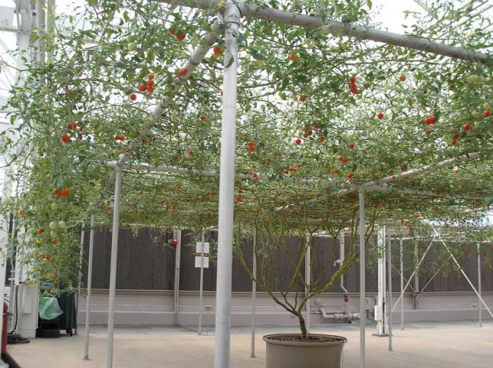 vrsta stabla rajčice