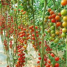 pomidorowe drzewo pomidorowe