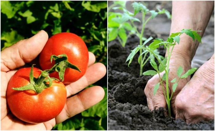 różnorodność pomidorów Wołgograd