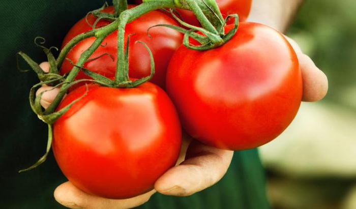 Описание на домати във Волгоград