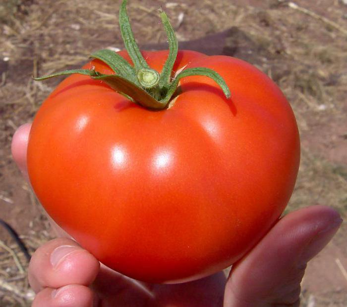 Popis odrůdy rajčat v Volgogradu