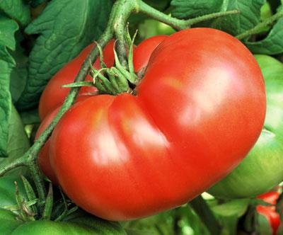 Charakter pomidorowy Wołgogradu i opis odmiany
