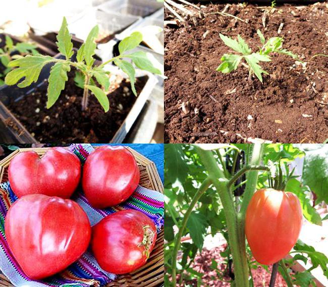 coltivazione di pomodori
