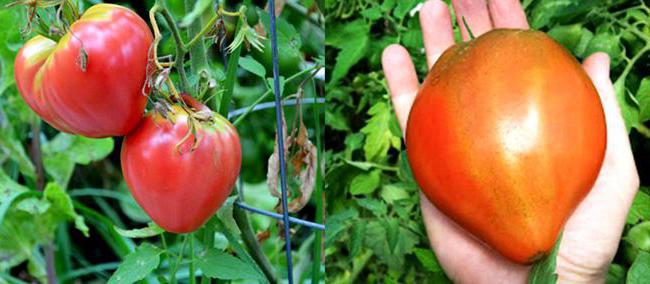 období dozrávání rajčete